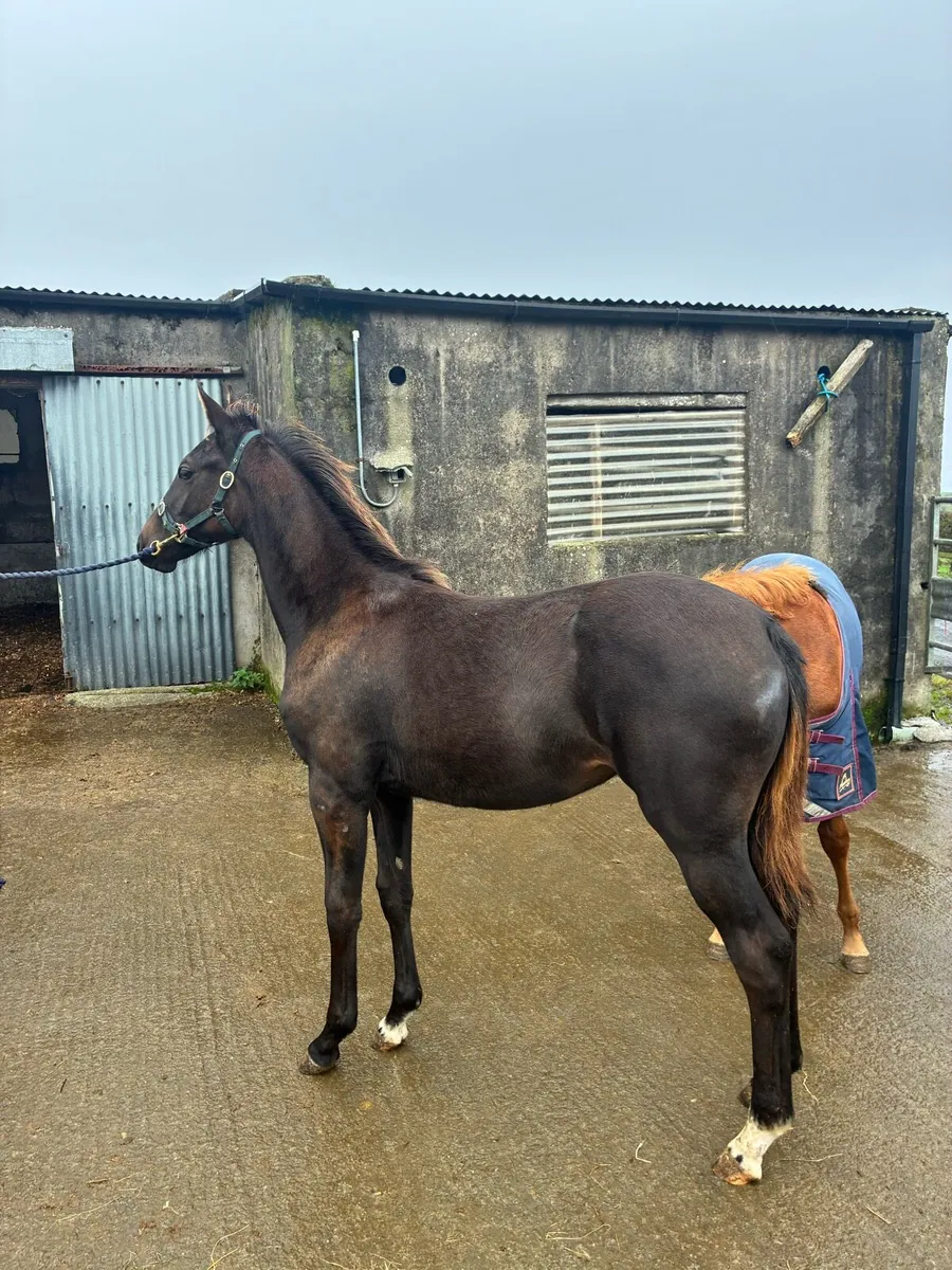 Lagans OBOS Filly foal for sale in Clare for €1,234 on DoneDeal
