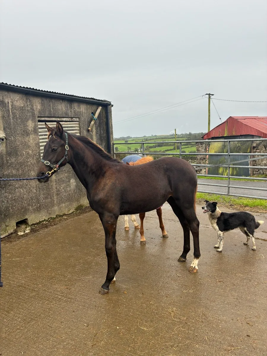 Lagans OBOS Filly foal for sale in Clare for €1,234 on DoneDeal