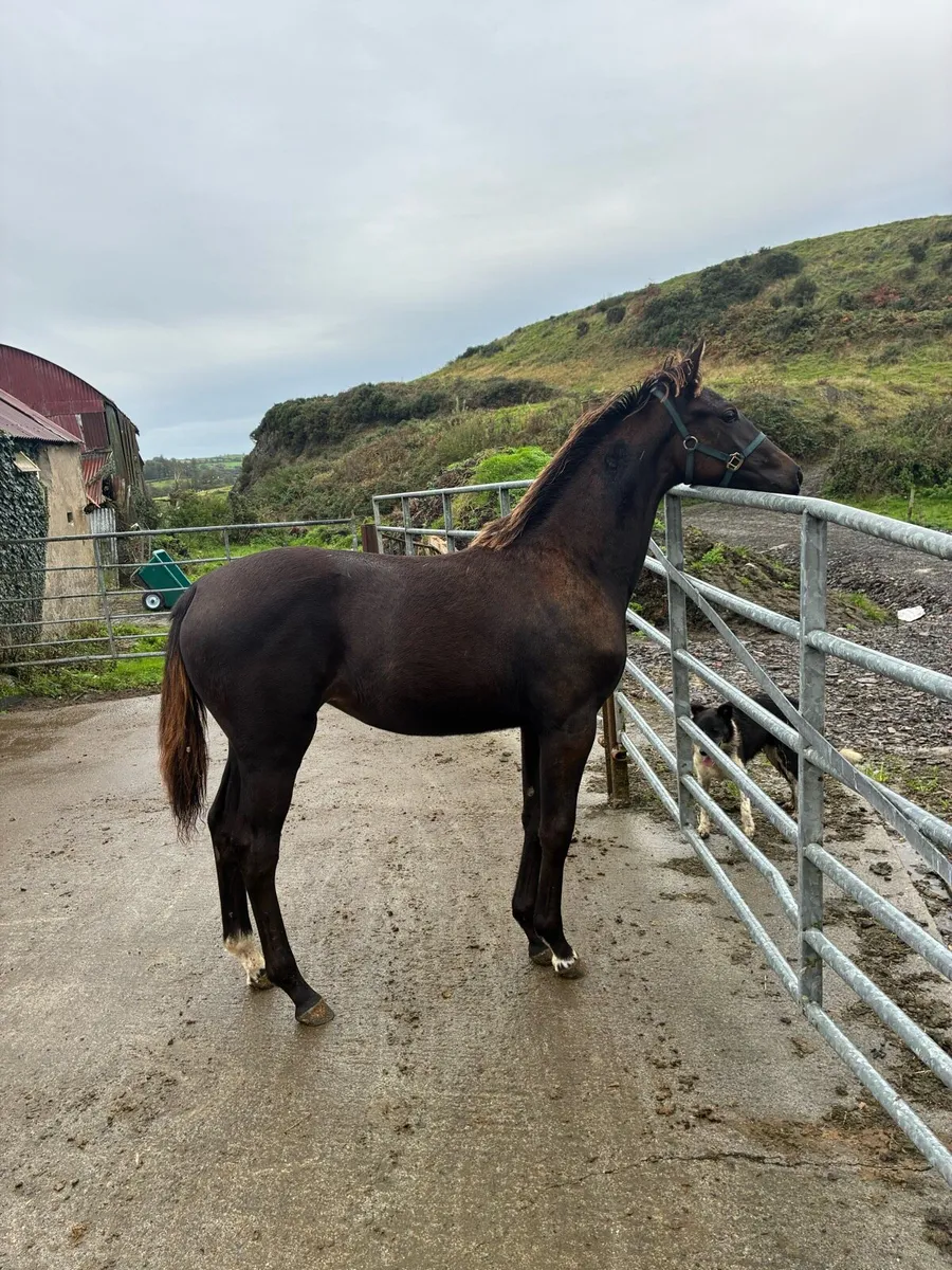 Lagans OBOS Filly foal for sale in Clare for €1,234 on DoneDeal