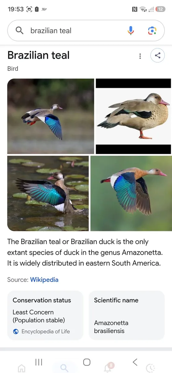 Ornamental ducks waterfowl - Image 1