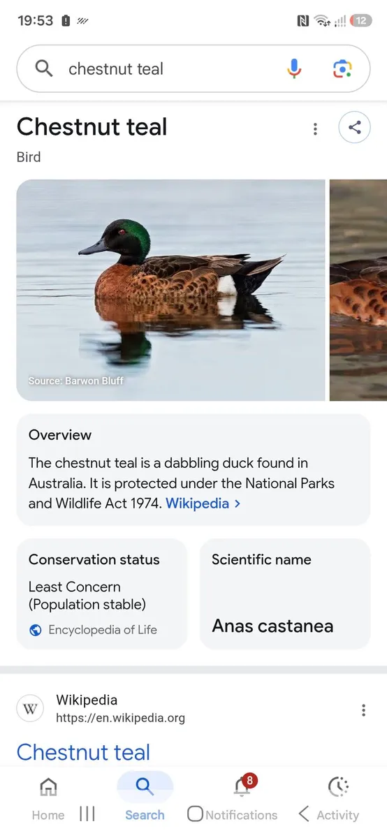 Ornamental ducks waterfowl - Image 2