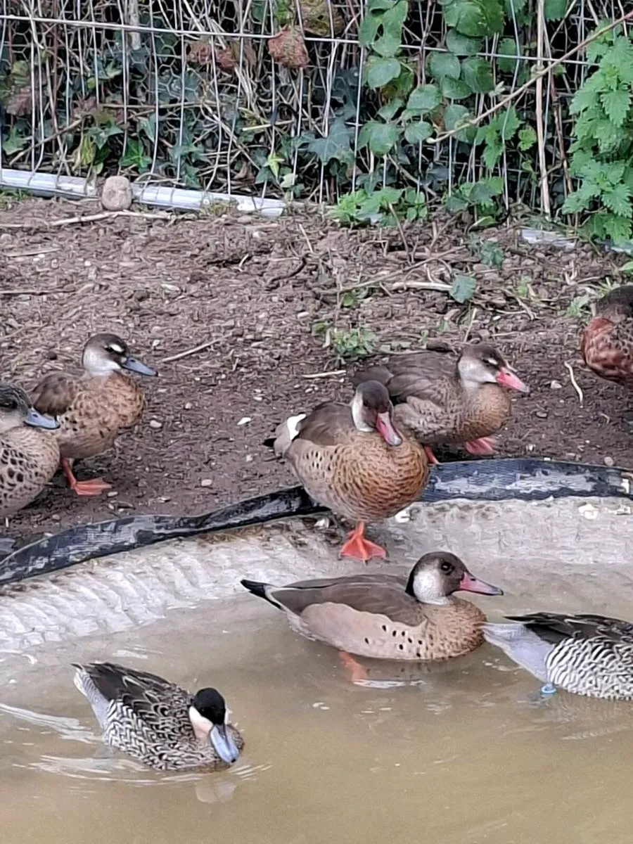 Ornamental ducks waterfowl - Image 3
