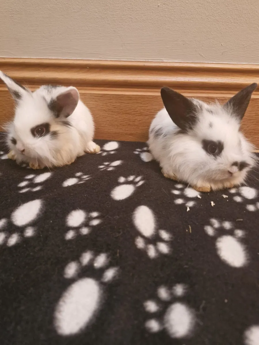Purebred Lionhead Baby Rabbits and Mini Lop Female - Image 2