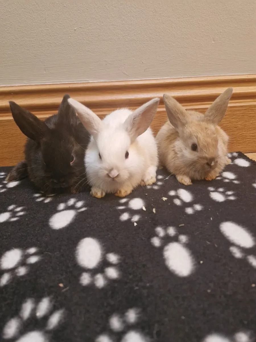 Purebred Lionhead Baby Rabbits and Mini Lop Female - Image 1