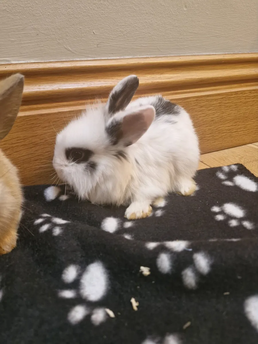 Purebred Lionhead Baby Rabbits and Mini Lop Female - Image 3