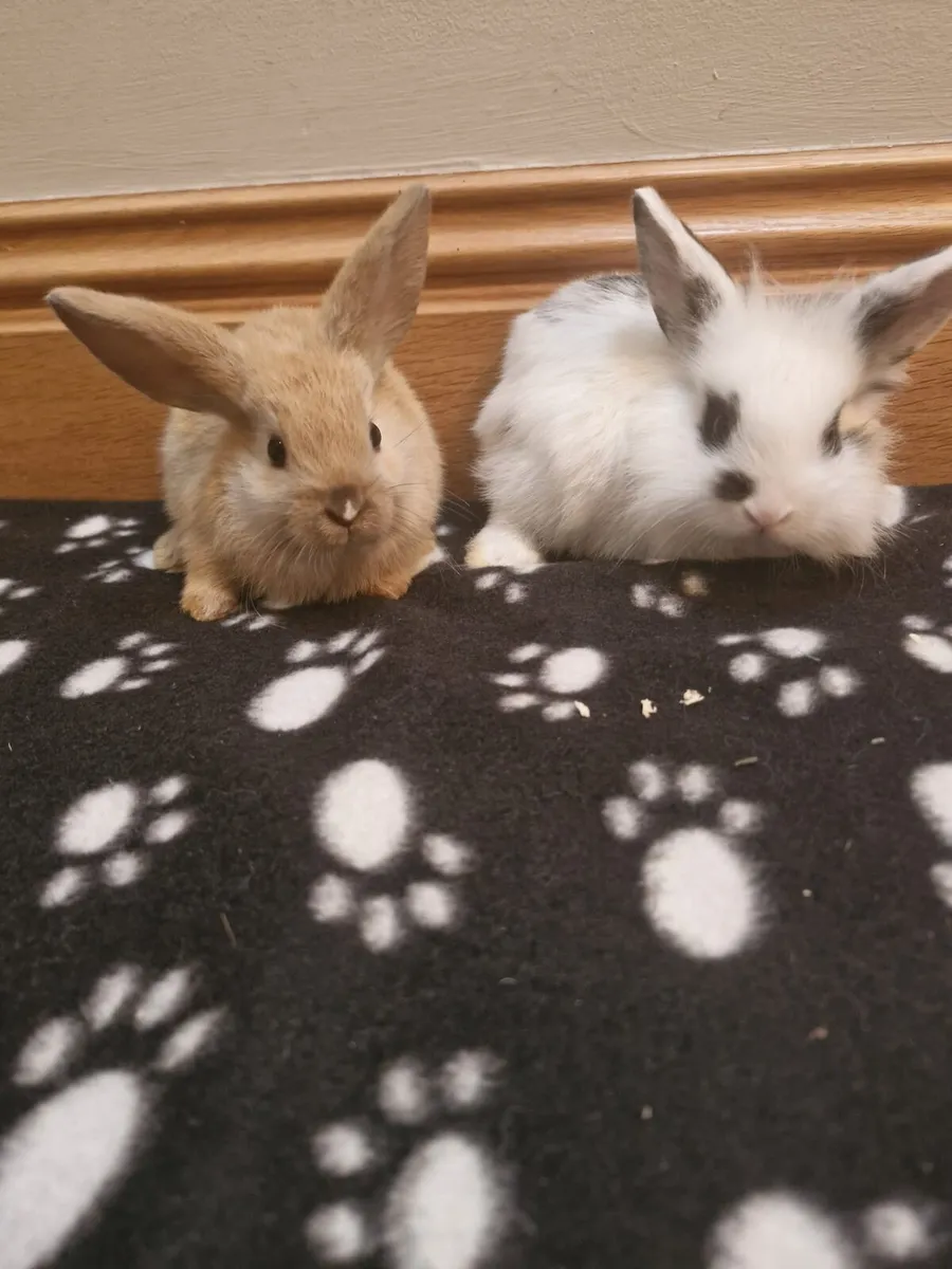 Purebred Lionhead Baby Rabbits and Mini Lop Female - Image 4