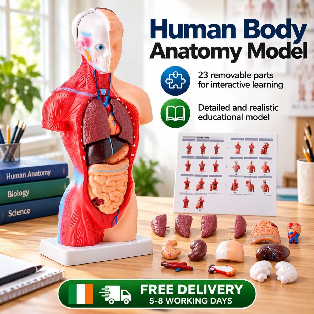 Human Body Anatomy Model – 23 Parts, 45.5 cm with - Image 1
