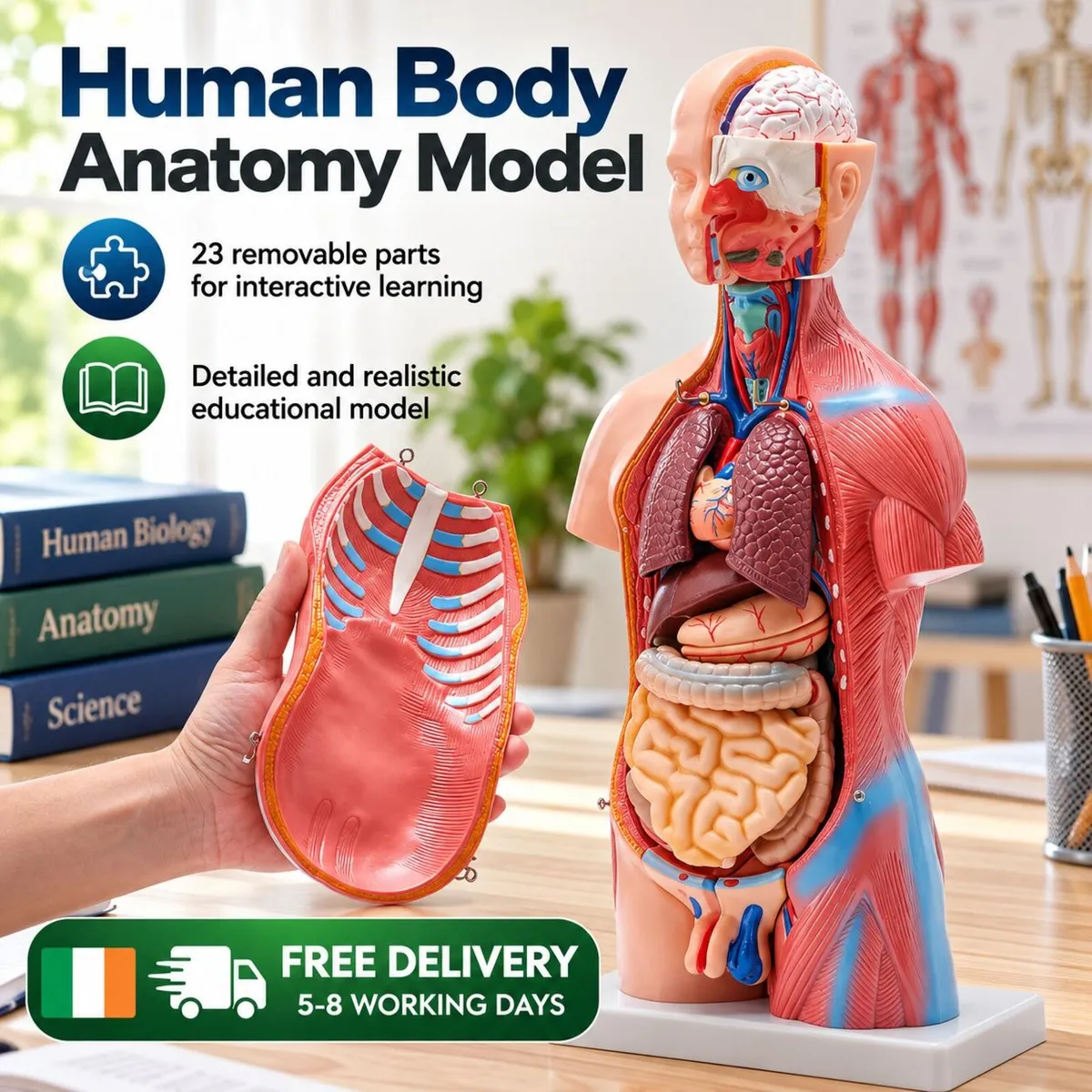 Human Body Anatomy Model – 23 Parts, 45.5 cm with - Image 2