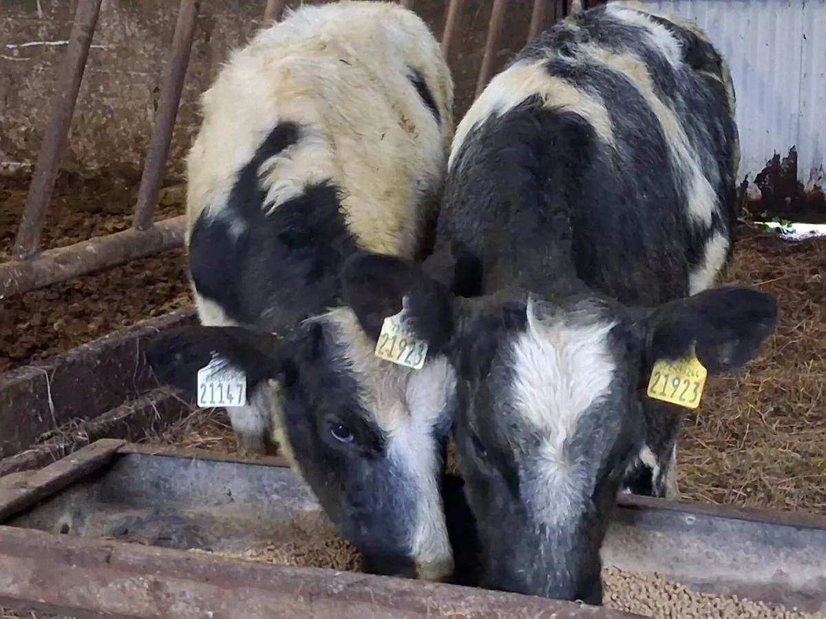 2 Belgian Blue Weanlings - Image 1
