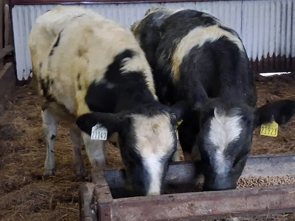 2 Belgian Blue Weanlings - Image 2