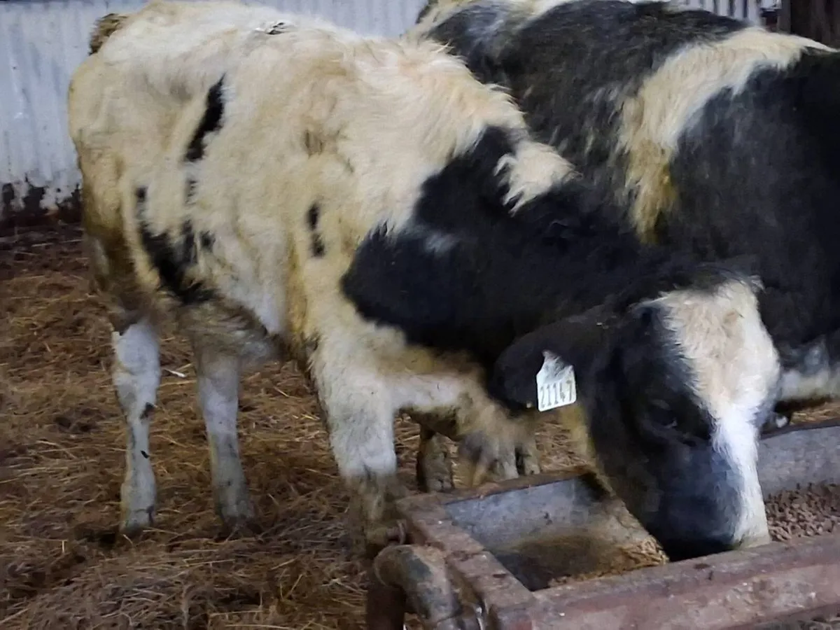 2 Belgian Blue Weanlings - Image 3