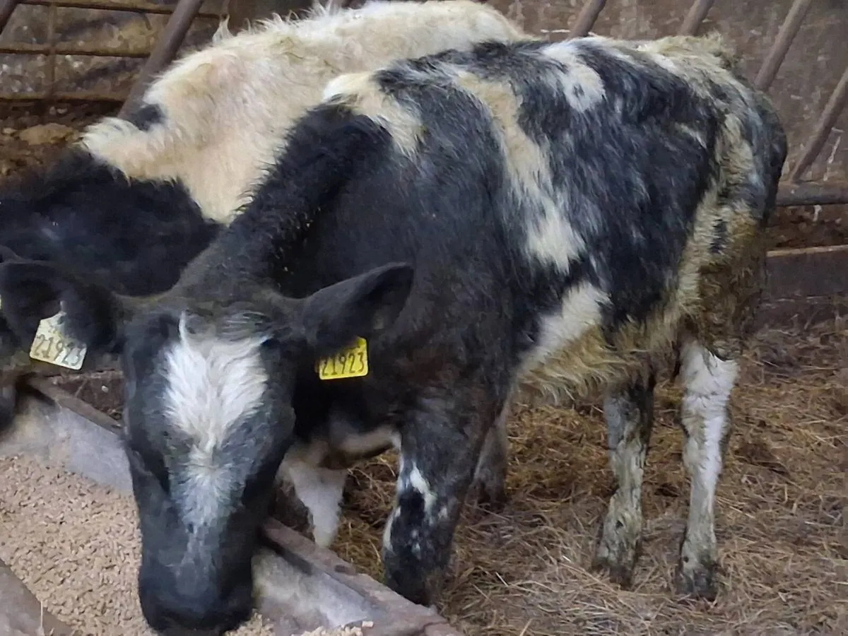 2 Belgian Blue Weanlings - Image 4