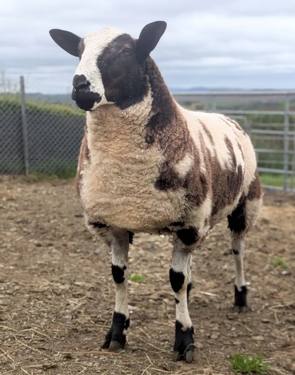 Ram lamb  Dutch spotted - Image 1