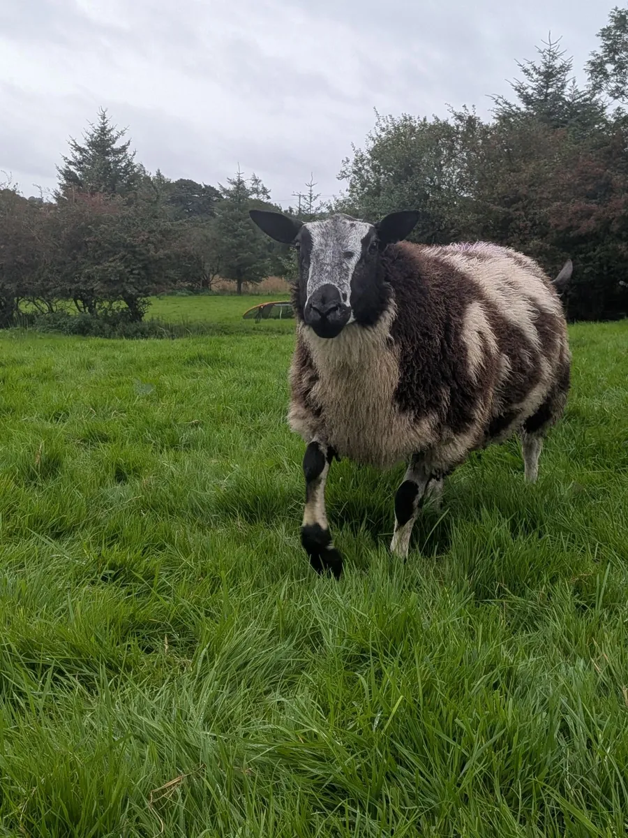 Ram lamb  Dutch spotted - Image 2