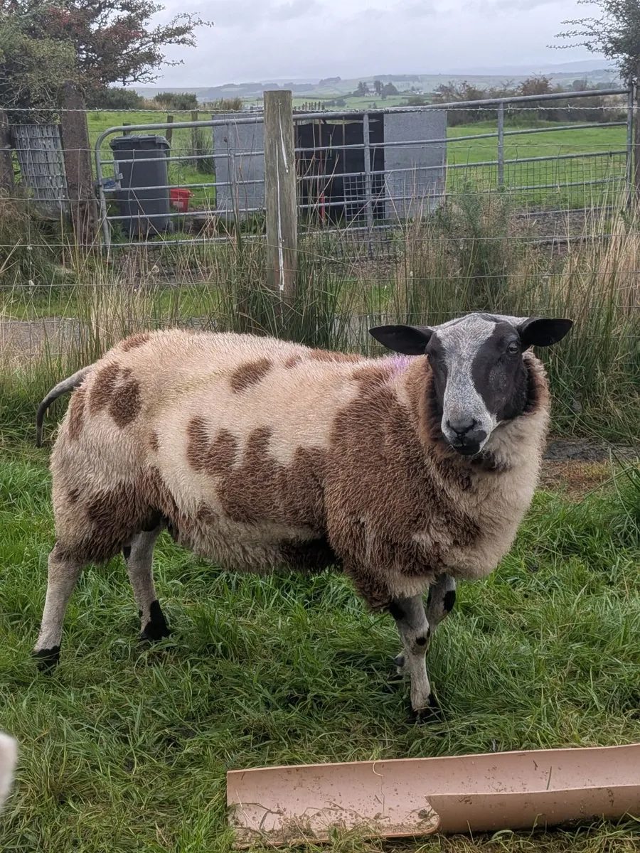 Ram lamb  Dutch spotted - Image 3