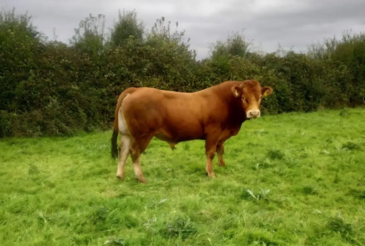 Limousin Bull - Image 1