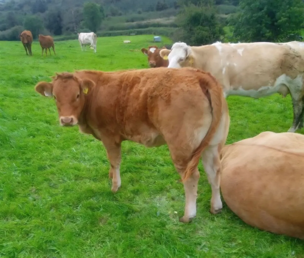 Limousin Bull - Image 2