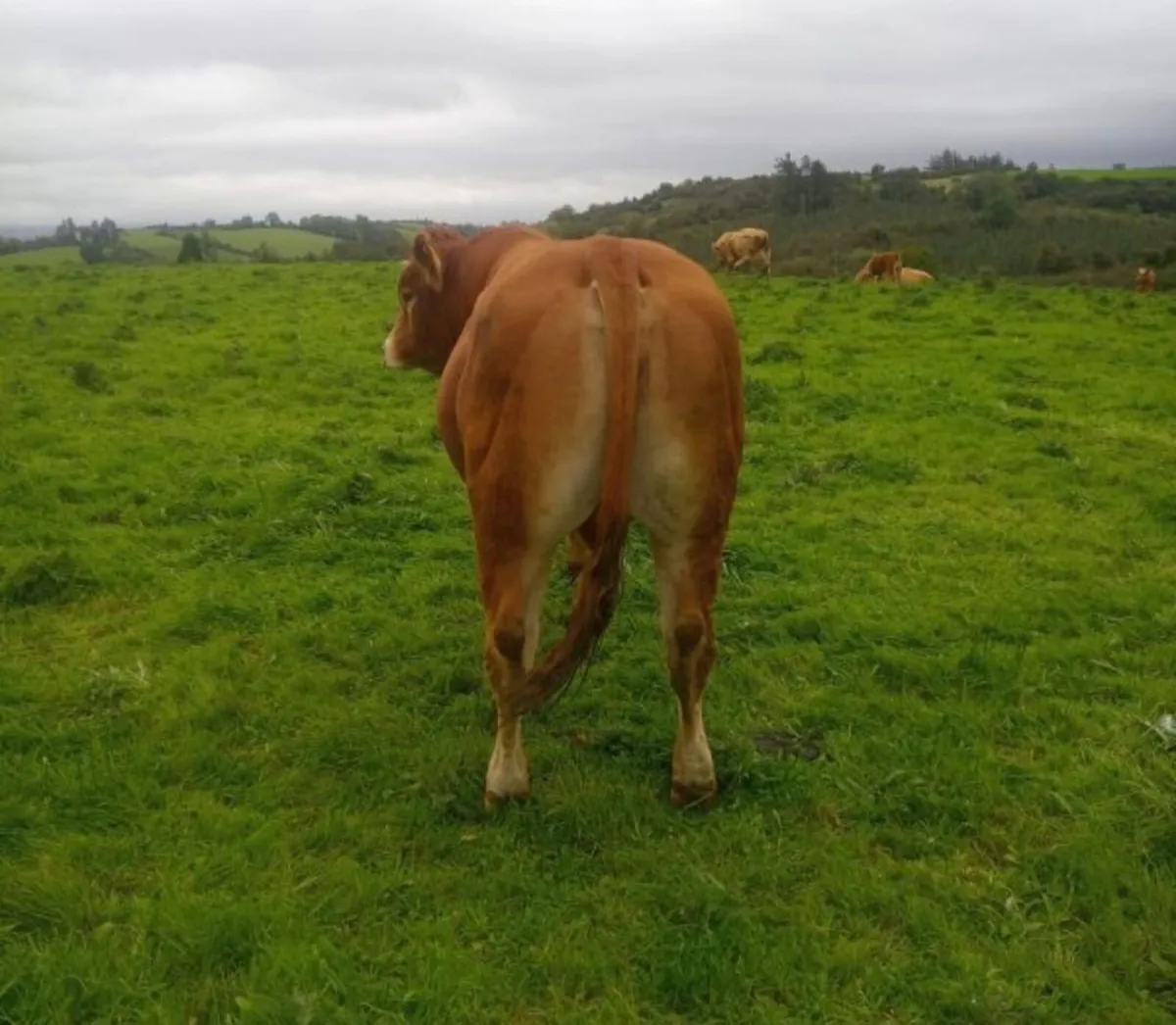Limousin Bull - Image 3