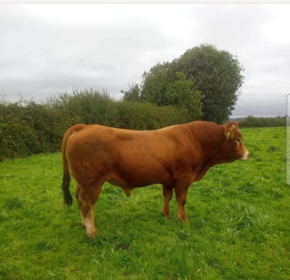 Limousin Bull - Image 4