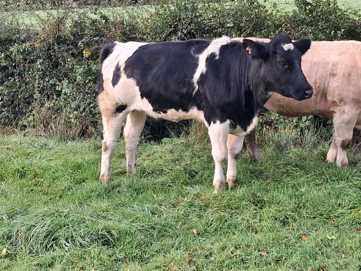 5 Belgium Blue heifers - Image 1