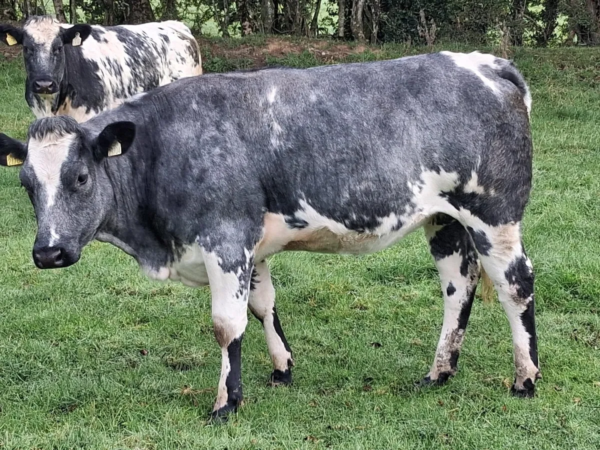 5 Belgium Blue heifers - Image 3