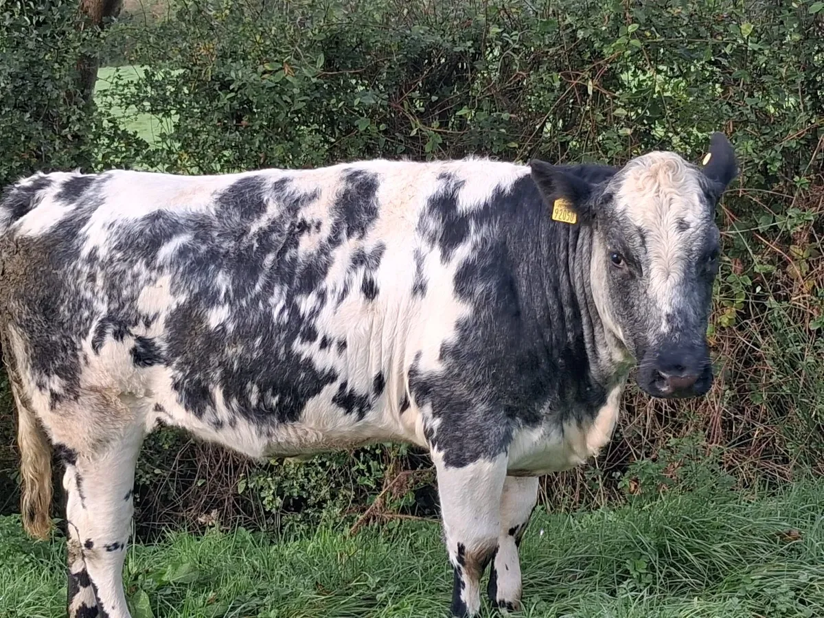 5 Belgium Blue heifers - Image 2
