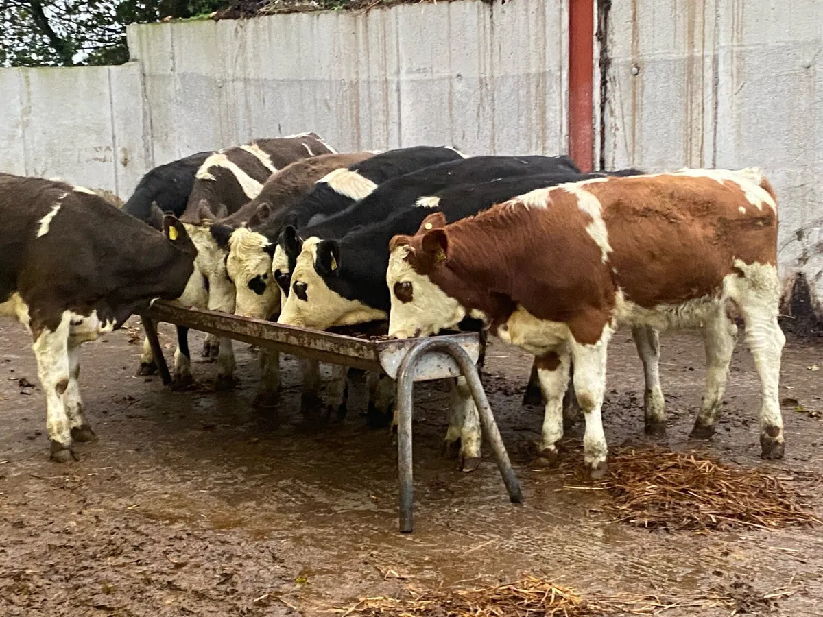 ⭐ ⭐ 8 Simmental Heifers 350kg ⭐ ⭐ - Image 3