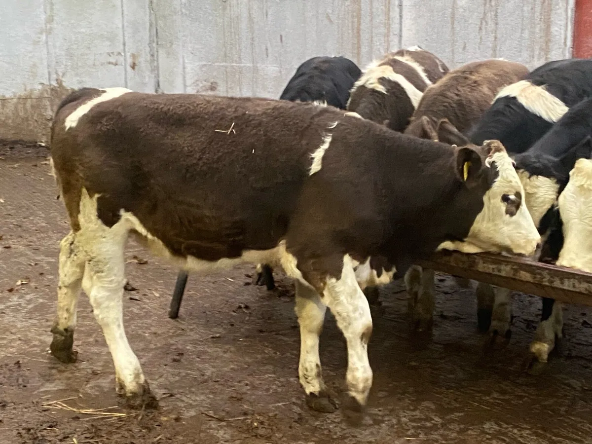 ⭐ ⭐ 8 Simmental Heifers 350kg ⭐ ⭐ - Image 4