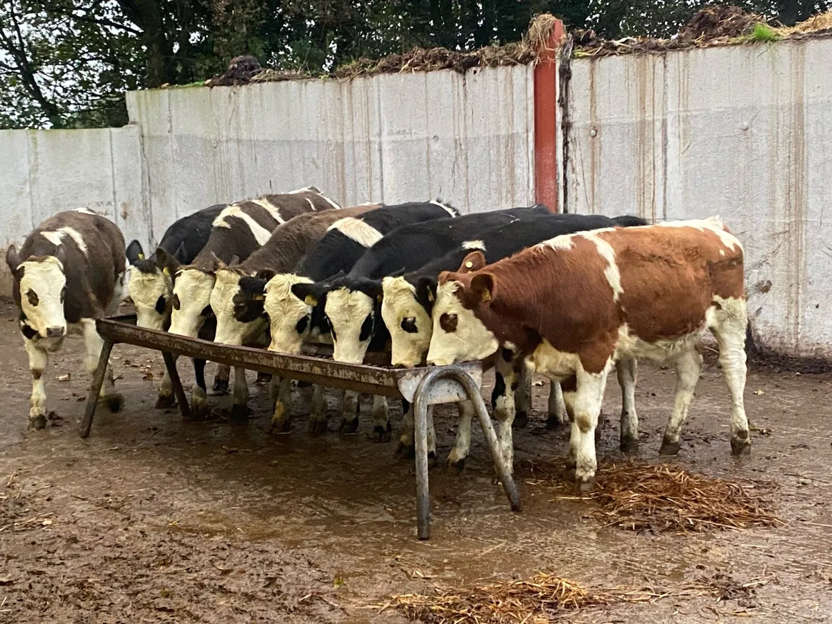 ⭐ ⭐ 8 Simmental Heifers 350kg ⭐ ⭐ - Image 1
