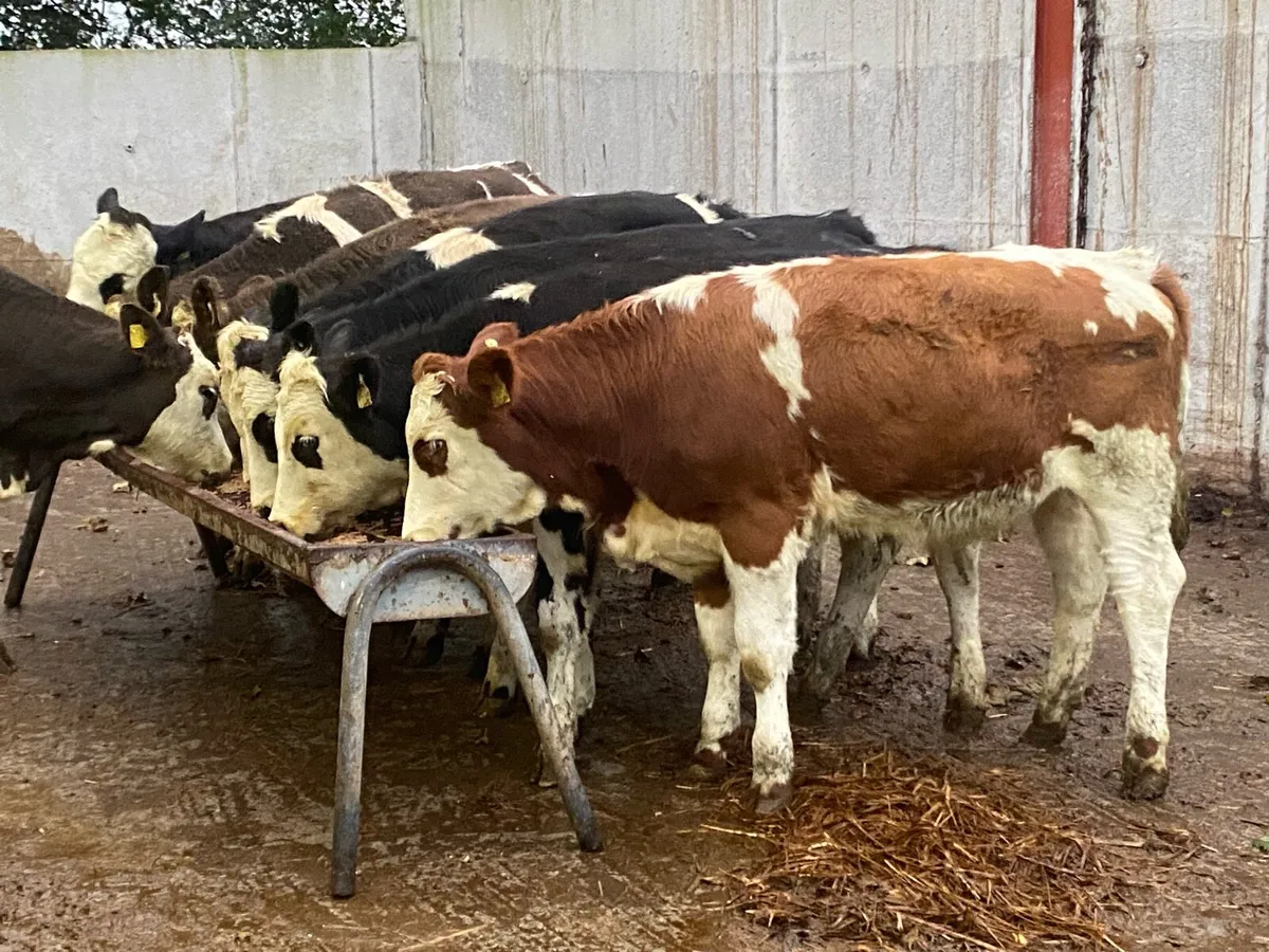 ⭐ ⭐ 8 Simmental Heifers 350kg ⭐ ⭐ - Image 2