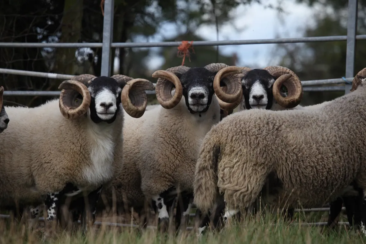 Quality Lanark Rams. - Image 4