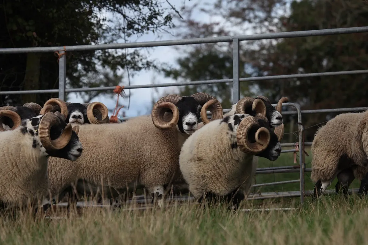 Quality Lanark Rams. - Image 1