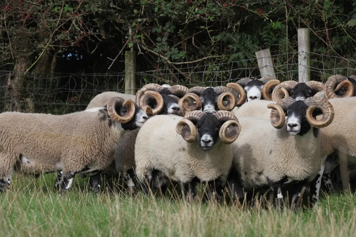 Quality Lanark Rams. - Image 3