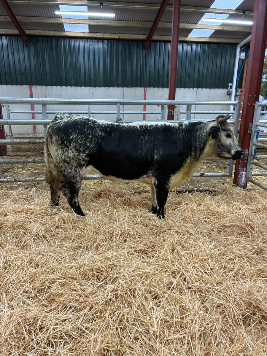 Speckle park bulling heifer - Image 1