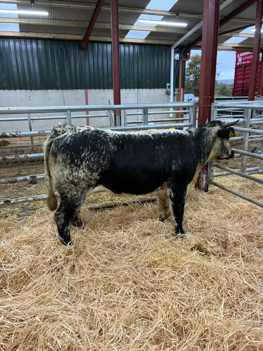 Speckle park bulling heifer - Image 3