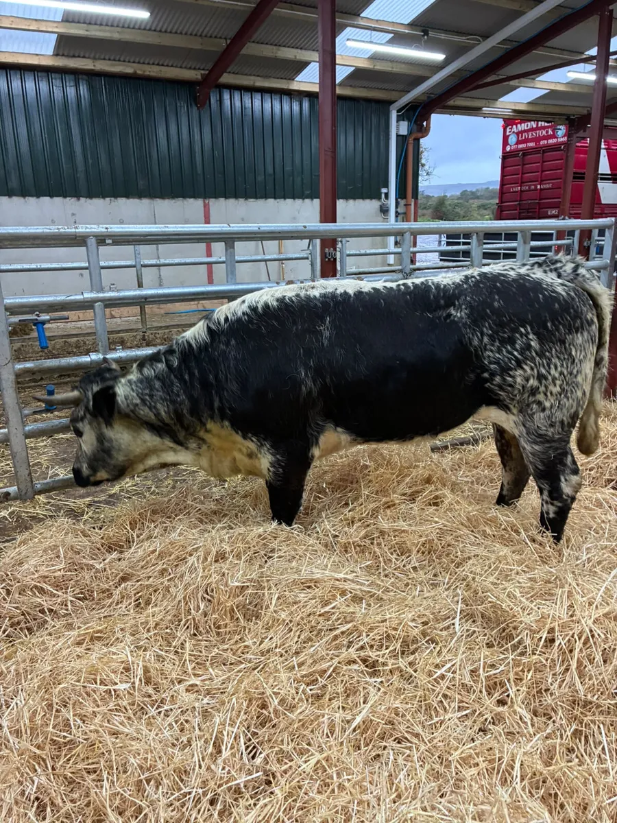 Speckle park bulling heifer - Image 2