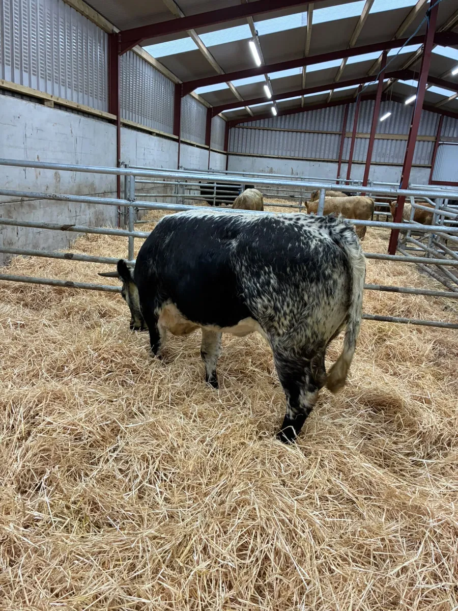 Speckle park bulling heifer - Image 4