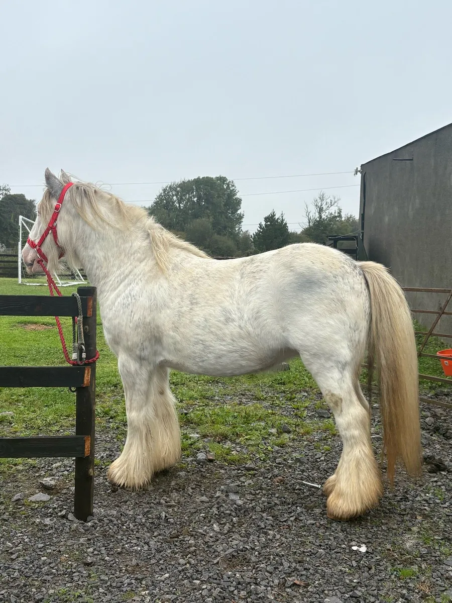 Heavy Blue Blagdon Mare - Image 1