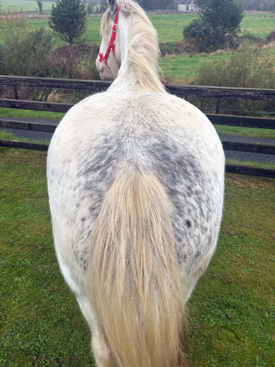 Heavy Blue Blagdon Mare - Image 3