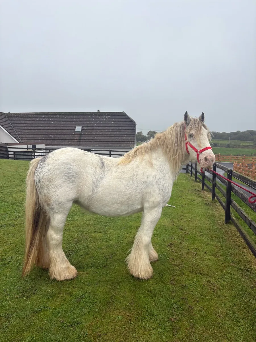 Heavy Blue Blagdon Mare - Image 4