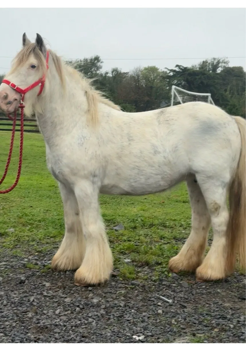 Heavy Blue Blagdon Mare - Image 2