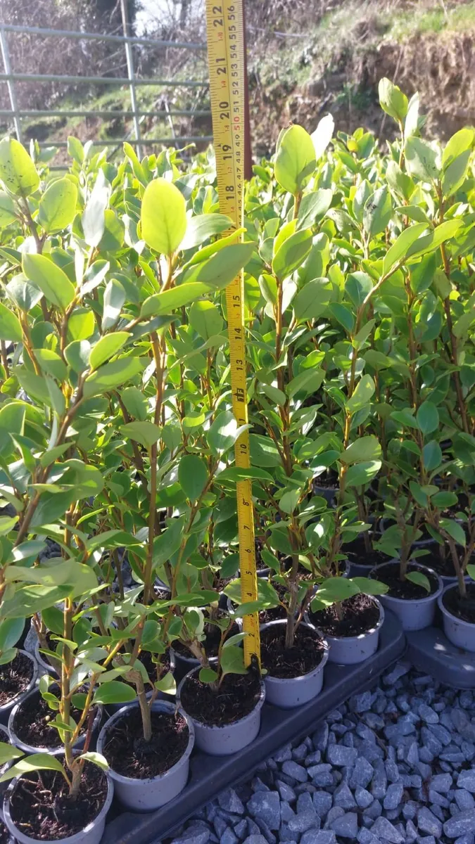 Griselinia Hedging 2ft tall - Image 4