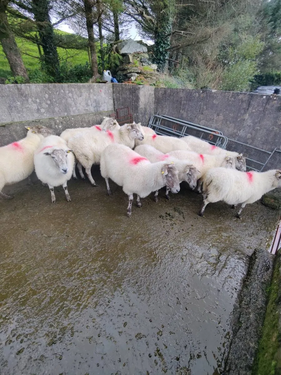 Breeding ewes - Image 1