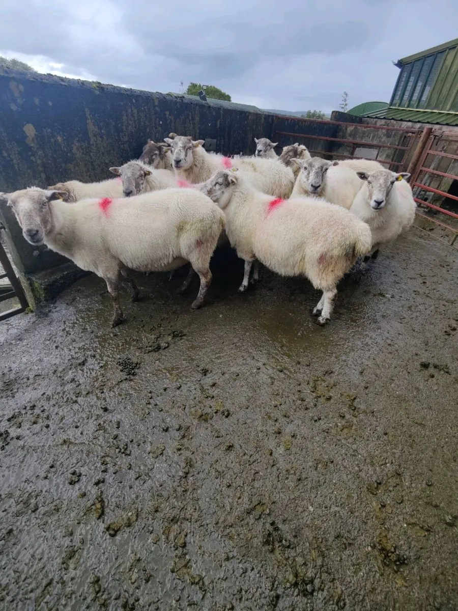 Breeding ewes - Image 2