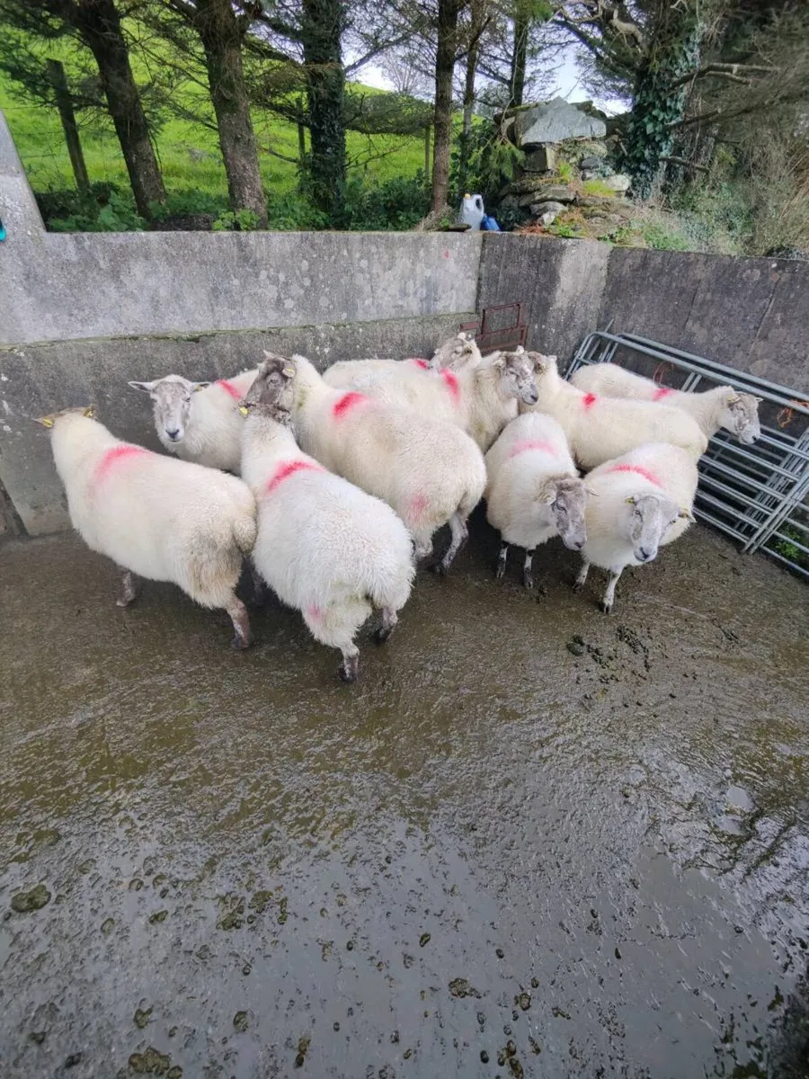 Breeding ewes - Image 3