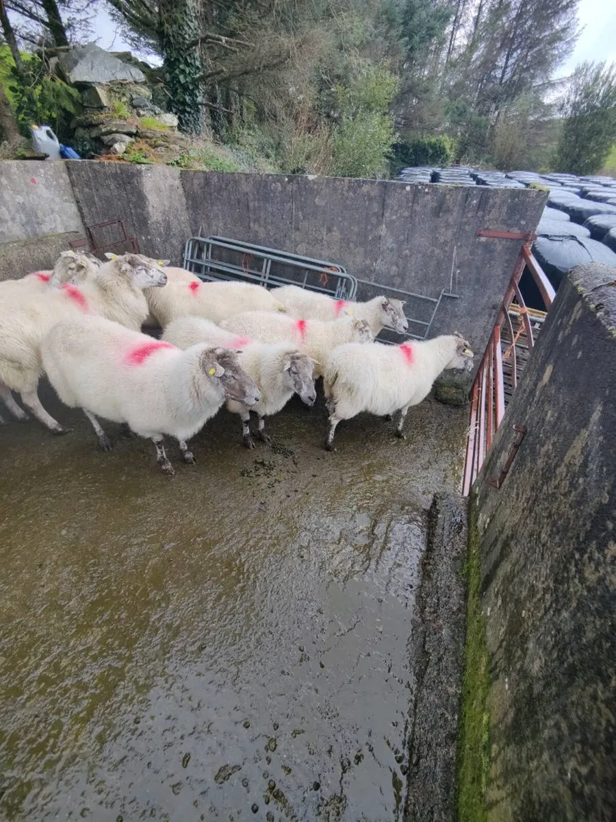 Breeding ewes - Image 4