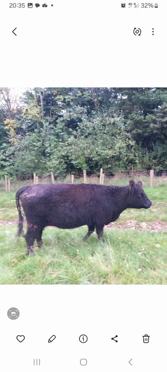 Cattle - Image 1