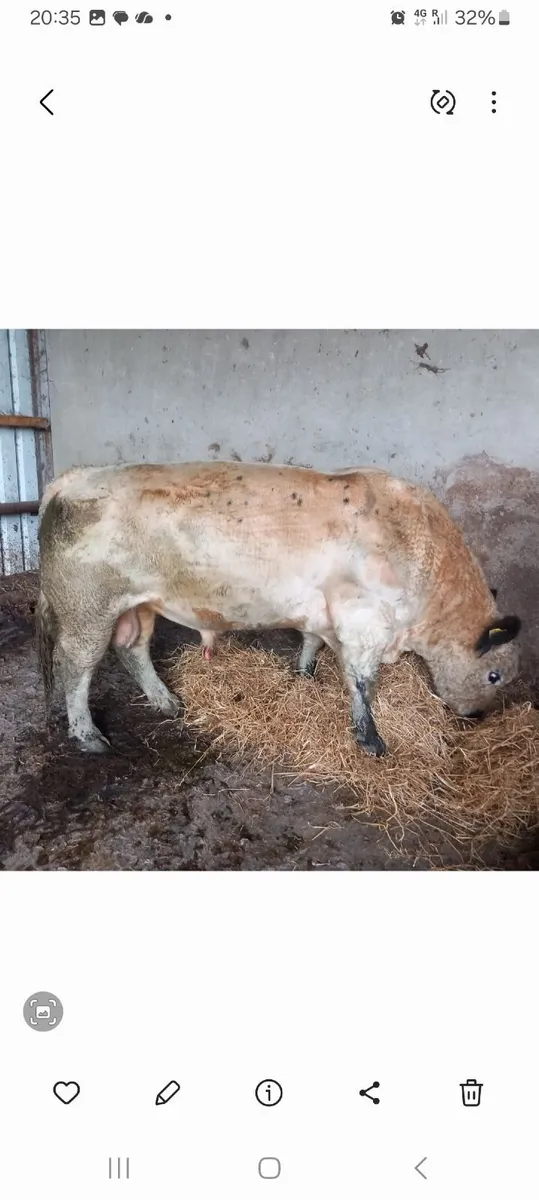Cattle - Image 2