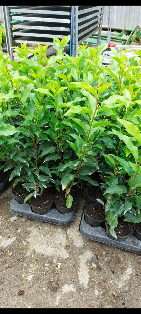 Portuguese Laurel - Image 2
