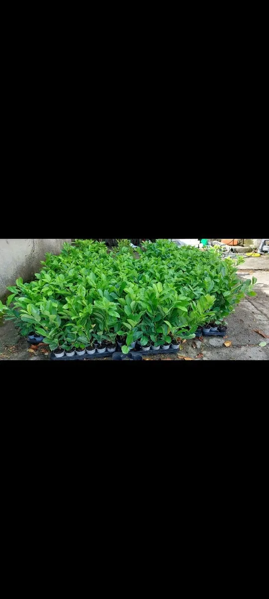 Laurel Hedging - Image 1